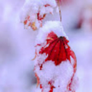 Meet your Posher, Řöõp